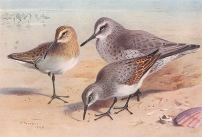 Rybitwa białoczelna (niedojrzała, jesień), rybitwa białoczelna (zima), sieweczka obrożna (zima) (litografia barwna) autorstwa Archibald Thorburn