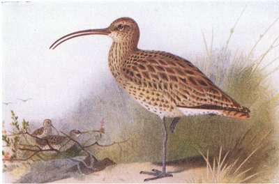Curlew, z książki Birds of the British Isles and Their Eggs wydanej przez Frederick Warne & Co Ltd, 1958 autorstwa Archibald Thorburn