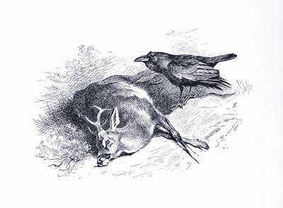 Martwe jelenie i Raven, z książki Thorburn