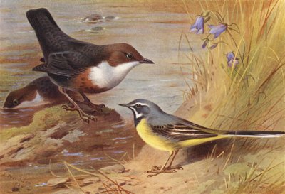 Dipper, Grey Wagtail (kolorowa litografia) autorstwa Archibald Thorburn