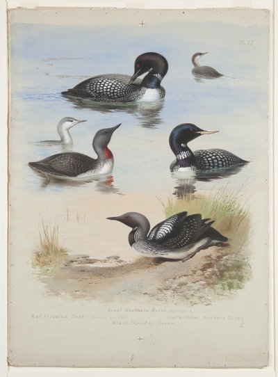 Nurkowie, ok. 1915 (akwarela i farba do ciała na ołówku na papierze) autorstwa Archibald Thorburn