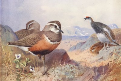 Dotterel, Ptarmigan (samiec i samica, lato) (kolorowa litografia) autorstwa Archibald Thorburn