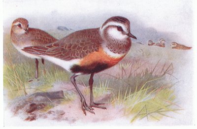 Dotterell, z książki Birds of the British Isles and Their Eggs wydanej przez Frederick Warne & Co Ltd, 1958 autorstwa Archibald Thorburn