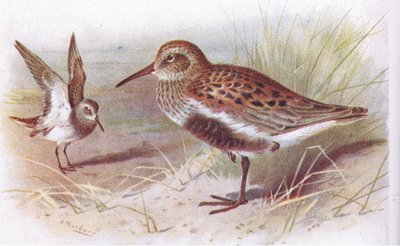Dunlin (lato i zima), z książki Birds of the British Isles and Their Eggs wydanej przez Frederick Warne & Co Ltd, 1958 autorstwa Archibald Thorburn