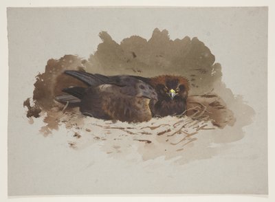 Orzeł na gnieździe, ok. 1915 (akwarela i body na ołówku na papierze) autorstwa Archibald Thorburn