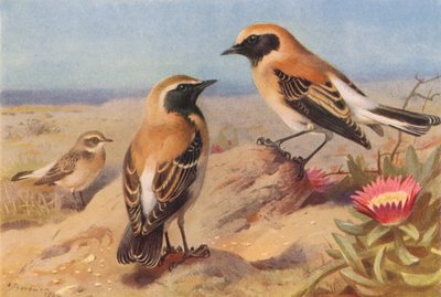 Perkoz dwuczuby (samica), perkoz dwuczuby, perkoz dwuczuby (kolorowa litografia) autorstwa Archibald Thorburn