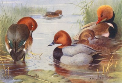 Kaczka żółtonoga (samiec i samica), kląskawka (samiec i samica), krwawodziób (kolorowa litografia) autorstwa Archibald Thorburn