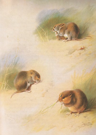 Nornica polna, nornica zwyczajna i nornica Orkadowa z Thorburns Mammals wydanej przez Longmans and Co. 1920 autorstwa Archibald Thorburn