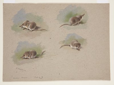 Cztery winiety małej ryjówki, ok. 1915 (akwarela i farba do ciała na ołówku na papierze) autorstwa Archibald Thorburn
