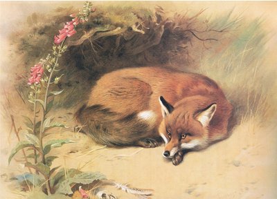 Fox with Foxgloves, z Thorburns Mammals wydanej przez Longmans and Co, ok. 1930. 1920 autorstwa Archibald Thorburn