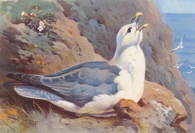 Fulmar (kolorowa litografia) autorstwa Archibald Thorburn