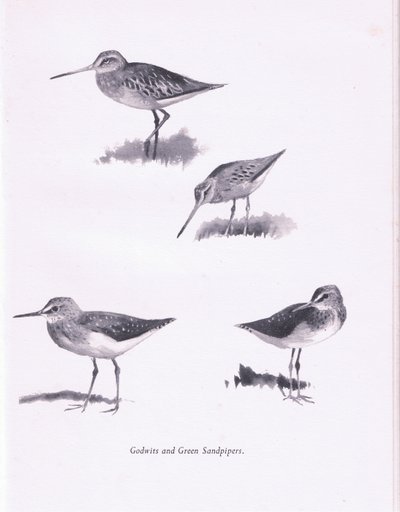 Godwits i zielone brodźce, 1938 autorstwa Archibald Thorburn