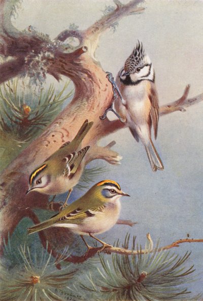 Goldcrest, Fire-Crest, Crested Titmouse (kolorowa litografia) autorstwa Archibald Thorburn
