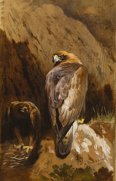 Złote Orły w swoich Gniazdach autorstwa Archibald Thorburn