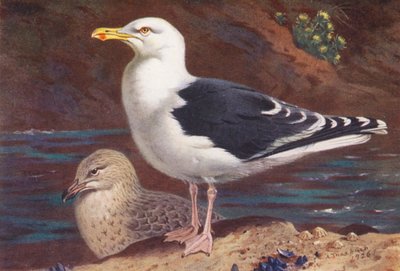 Mewa czarnogrzbieta (dorosła i młoda) (kolorowa litografia) autorstwa Archibald Thorburn