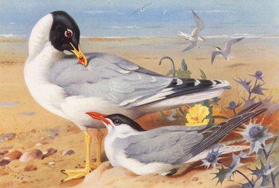 Mewa czarnogłowa, rybitwa wielkodzioba (kolorowa litografia) autorstwa Archibald Thorburn