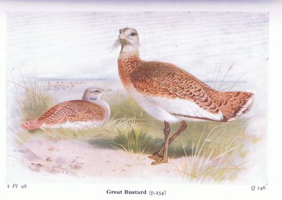 Drop, z książki Birds of the British Isles and Their Eggs wydanej przez Frederick Warne & Co Ltd, 1958 autorstwa Archibald Thorburn