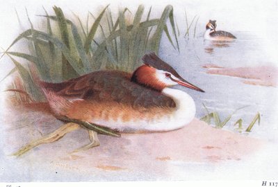 perkoz dwuczuby autorstwa Archibald Thorburn