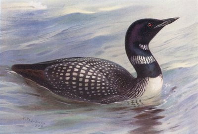 Great Northern Diver (kolorowa litografia) autorstwa Archibald Thorburn