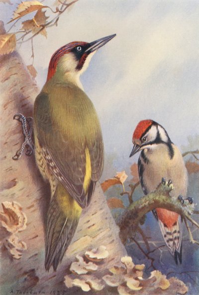 Dzięcioł zielony, dzięcioł duży (niedojrzały) (litografia kolorowa) autorstwa Archibald Thorburn