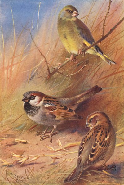 Szczygieł, wróbel domowy (samiec i samica) (kolorowa litografia) autorstwa Archibald Thorburn
