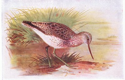 Greenshank, z książki Birds of the British Isles and Their Eggs opublikowanej przez Frederick Warne & Co Ltd, 1958 autorstwa Archibald Thorburn