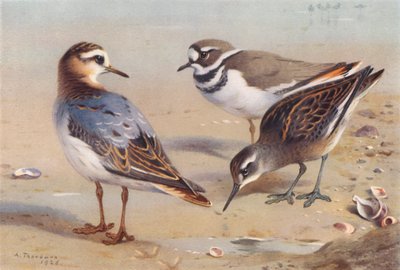 Falaropa siwa (jesień), sieweczka obrożna, falaropa czerwononosa (niedojrzała) (kolorowa litografia) autorstwa Archibald Thorburn