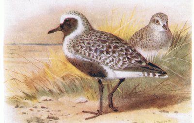 Sieweczka szara, z książki Birds of the British Isles and Their Eggs wydanej przez Frederick Warne & Co Ltd, 1958 autorstwa Archibald Thorburn