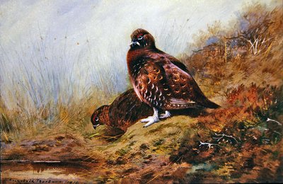 Pardwa autorstwa Archibald Thorburn