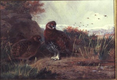 Cietrzew w zimowym krajobrazie autorstwa Archibald Thorburn