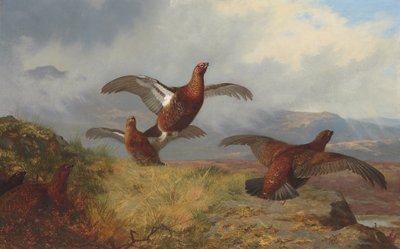 Cietrzew w locie autorstwa Archibald Thorburn