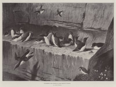 Guillemots i maskonury na wyspie Handa autorstwa Archibald Thorburn