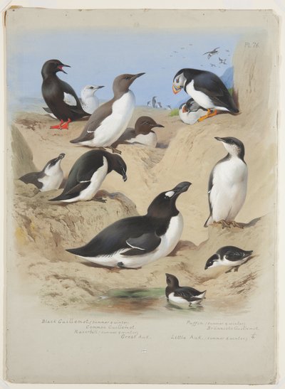 Guillemots, brzytwy, maskonur i alki, ok. 1915 (akwarela i farba do ciała z gumą arabską na ołówku na pokładzie) autorstwa Archibald Thorburn