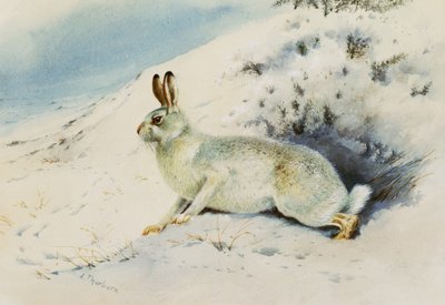 Zając autorstwa Archibald Thorburn