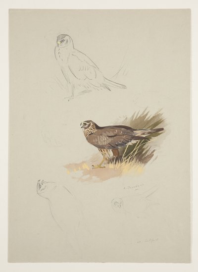 Harrier, ok. 1915 (akwarela i farba do ciała na ołówku na papierze) autorstwa Archibald Thorburn
