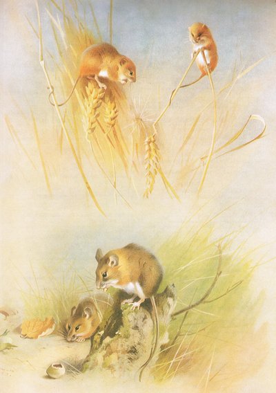 Harvest Mouse and Wood Mouse, z Thorburns Mammals wydanej przez Longmans and Co, c. 1920 autorstwa Archibald Thorburn
