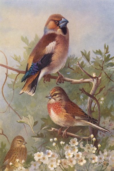 Grubodziób, lerka (samiec i samica) (litografia kolorowa) autorstwa Archibald Thorburn