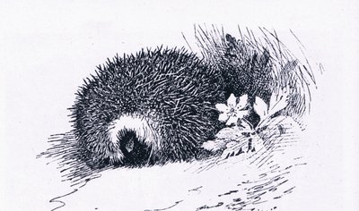 Hedgehog, Nature in Britain wydane przez Collins, 1946 autorstwa Archibald Thorburn