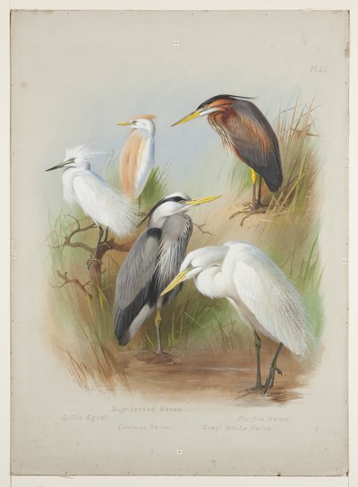 Czapla i czapla, ok. 1915 (akwarela i kolor ciała na ołówku na pokładzie) autorstwa Archibald Thorburn
