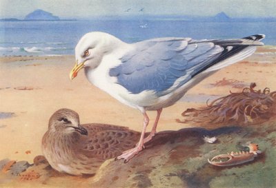 Mewa srebrzysta (dorosła i młoda) (litografia kolorowa) autorstwa Archibald Thorburn