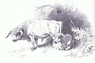 Bydło Wyżynne, wyd. przez Book Club Associates autorstwa Archibald Thorburn