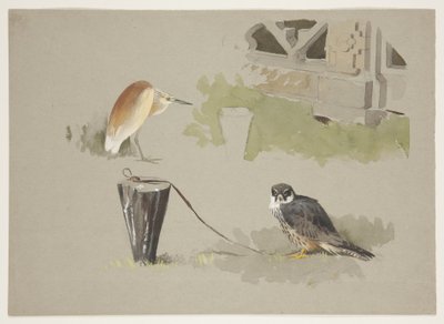 Hobby samiec na uwięzi i czapla squarro, ok. 1915 (akwarela i farba do ciała na ołówku na papierze) autorstwa Archibald Thorburn