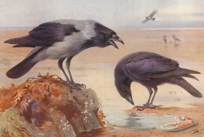Wrona w kapturze, Wrona padlinożerna (kolorowa litografia) autorstwa Archibald Thorburn