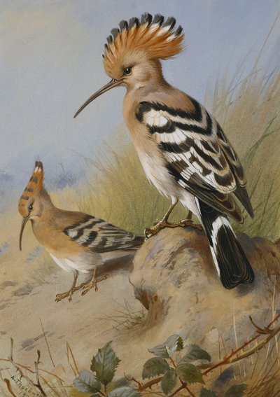 Dudki autorstwa Archibald Thorburn