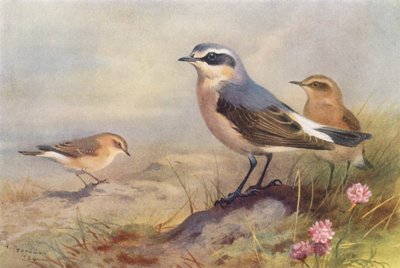Isabelline Wheatear, Wheatear (samiec i samica) (kolorowa litografia) autorstwa Archibald Thorburn