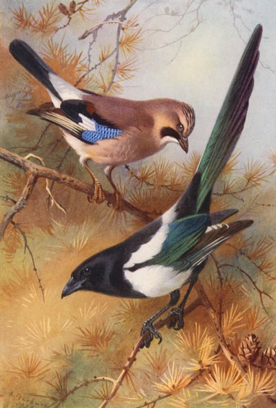 Sójka, sroka (kolorowa litografia) autorstwa Archibald Thorburn