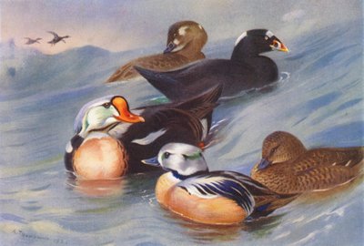 King-Eider, Surf-Scoter (samiec i samica), Steller