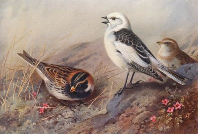 Płochacz halny, śnieguła (lato) (samiec i samica) (kolorowa litografia) autorstwa Archibald Thorburn