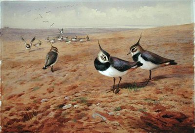 Czajki na pługu autorstwa Archibald Thorburn
