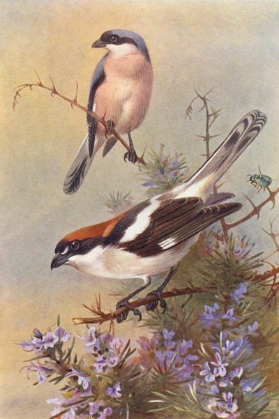 Gąsiorek, kląskawka (kolorowa litografia) autorstwa Archibald Thorburn